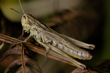 Grasshopper on a branch