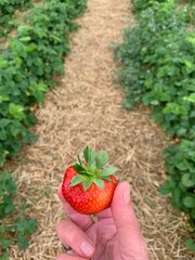 Reife rote Erdbeere in einer Hand