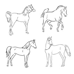 A black horse sketch, vector, color drawing or illustration.