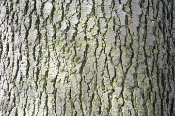 tree texture