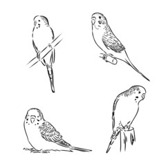 A cute budgie sits on a perch. Vector sketch illustration for design, advertising, prints. - obrazy, fototapety, plakaty
