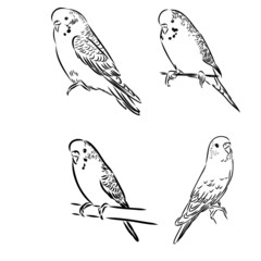 A cute budgie sits on a perch. Vector sketch illustration for design, advertising, prints.