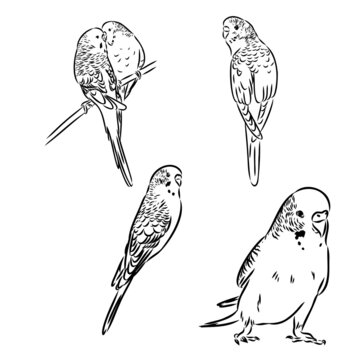 A cute budgie sits on a perch. Vector sketch illustration for design, advertising, prints.