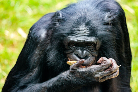 Schimpanse beim essen