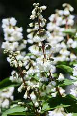 Deutzia crenata flowers (Japanese snow shrub, Slender deutzia). Fuzzy Deutzia, Deutzia scabra in bloom