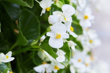 White everblooming begonia  Ambassador in a flower bed blooming outgoors