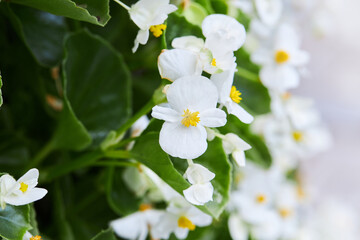 White everblooming begonia  Ambassador in a flower bed blooming outgoors