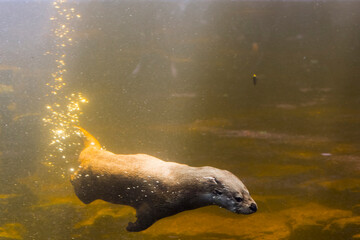 European otter is swimming in a pool