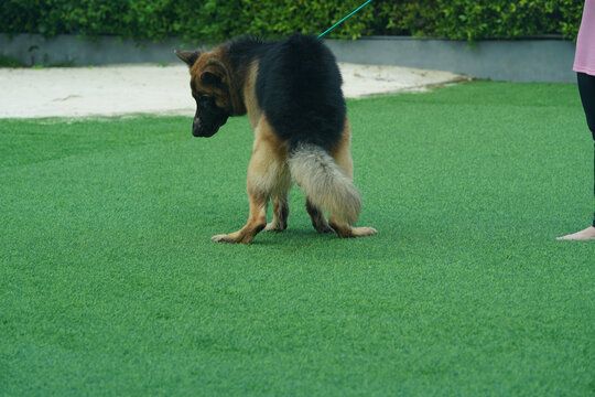German Shepherd Dog Poo In Grass Field