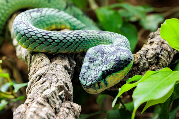 Vietnamesische Langnasennatter