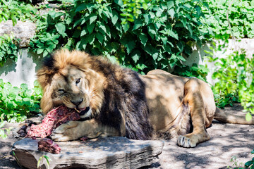 Löwe beim essen