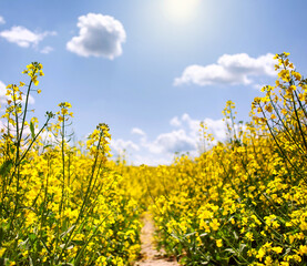 Obraz premium Path in the middle of yellow blooming rapeseed in agricultural field against sunny blue sky