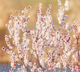 Spring flowering fruit branches of trees, beauty background of nature