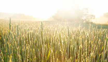 Growing wheat close-up at down on background of morning sunshine rays