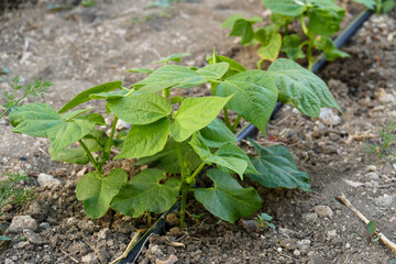 natural organic bean plant in the garden, close-up growing bean plant,