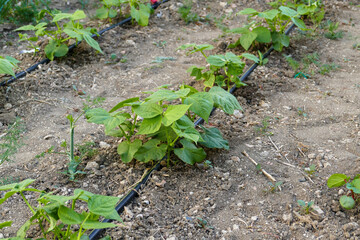 bean plant in the garden, new bean sprouts planted in rows, watering the plants with the drip system,