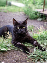 a black cat lies on the grass and plays