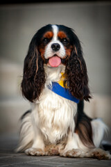 
Cavalier King Charles Spaniel in spring