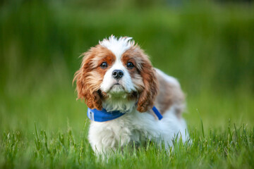 
Cavalier King Charles Spaniel in spring 