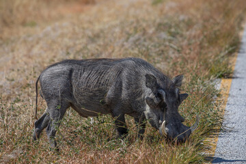 Portrait of African wild warthog boar