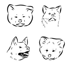 Akita dog face - isolated vector illustration akita inu dog vector