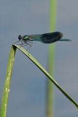 DRAGONFLY ON THE FLOWER AND LEAVES