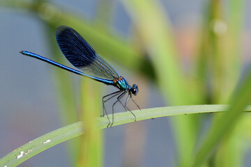 DRAGONFLY ON THE FLOWER AND LEAVES