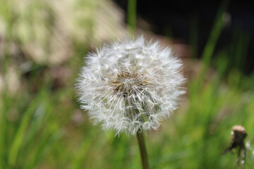 A beautiful closeup of a dandelion flower in a garden during a sunny summer afternoon. The flower is ready to blow with any wind.