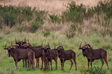 Naklejka na ściany i meble Herd of Black wildebeest, Connochaetes gnou, in Kalahari desert in Namibia