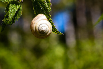 Schnecke am Blatt