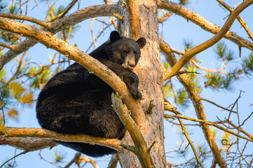 Black bear (Ursus americanus) in a red pine tree - obrazy, fototapety, plakaty