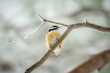 A red-breasted nuthatch (Sitta canadensis) perched on a branch