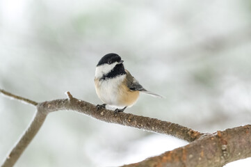 Black-capped chickadee (Poecile atricapillus) perched on a branch