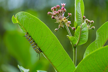 A monarch butterfly caterpillar (Danaus plexippus) feeding on a common milkweed (Asclepias syriaca)...