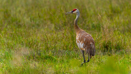 Obraz na płótnie Canvas A sandhill crane (Grus canadensis) stands in a grassy field