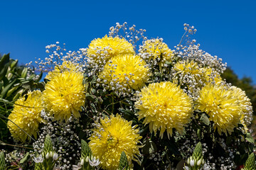 Blaugelbes leuchten