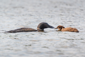 Fototapeta premium An adult common loon (Gavia immer) feeding a minnow to its offspring on open water
