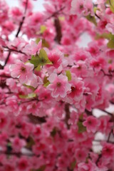 Obraz premium Sakura in April.