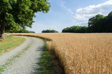 A farmer's field. Wheat.