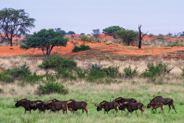 Herd of Black wildebeest, Connochaetes gnou, in Kalahari desert in Namibia