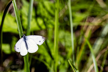 Der Große Kohlweißling