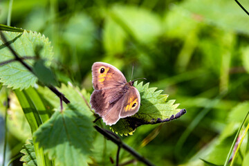 Obraz premium Das Große Ochsenauge