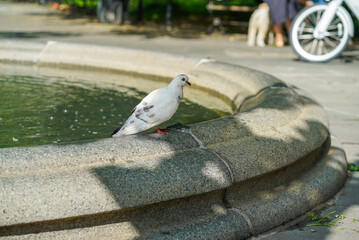 White dove in new york city park