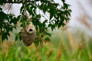 Chinese panquay is a bird architect