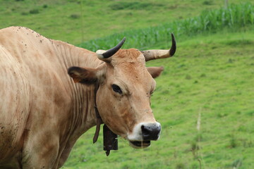 Vaca con cuernos en Asturias, España