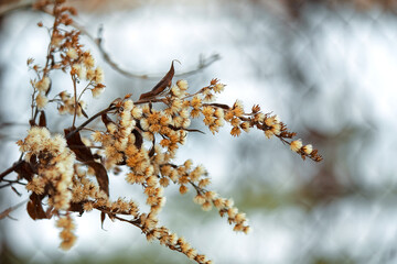 autumn leaves on the tree