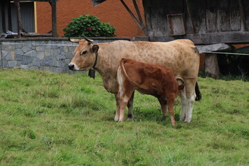 Ternero mamando de una vaca, Asturias, España