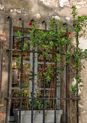 Blooming Ivy Flower Growing on Iron Bars