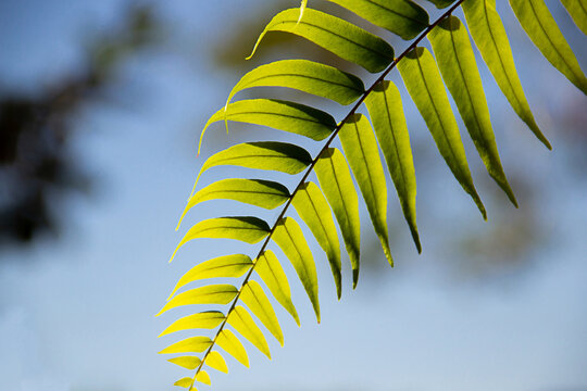 Detalhe de uma folha de samambaia pendurada com o c&eacute;u claro ao fundo.