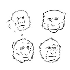 Monkey icon. Jungle macaque outline badge. Zoo animal. Vector illustration.